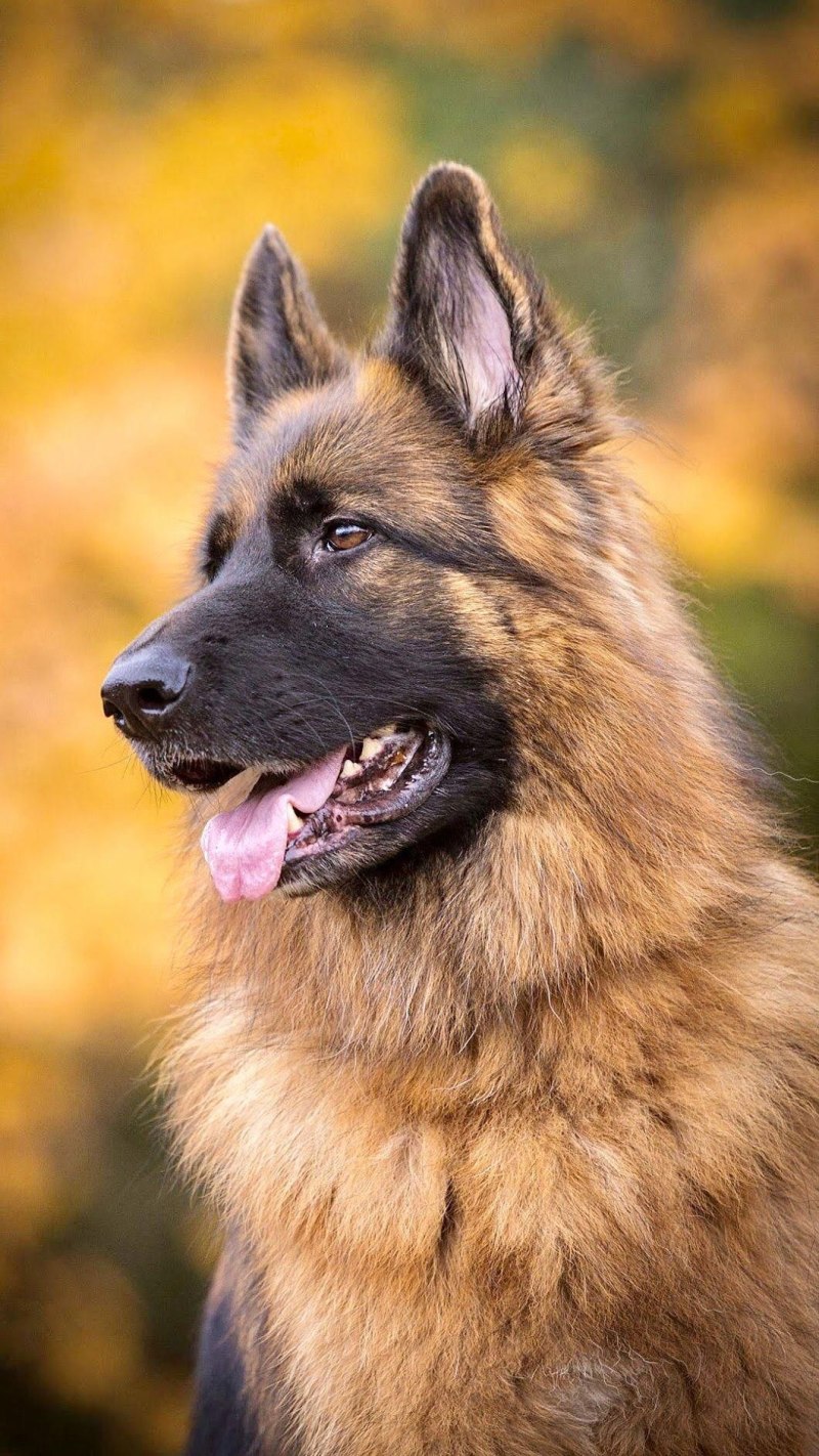 Баварская овчарка Shepherd