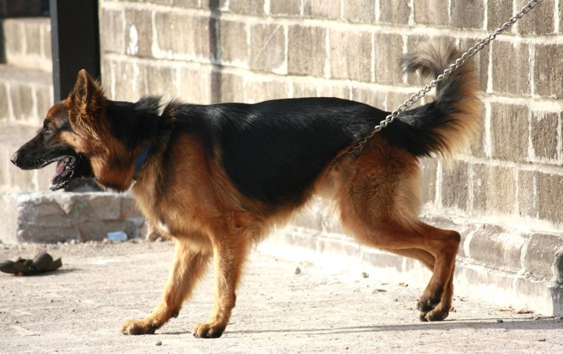 Австралийская овчарка / Australian Shepherd