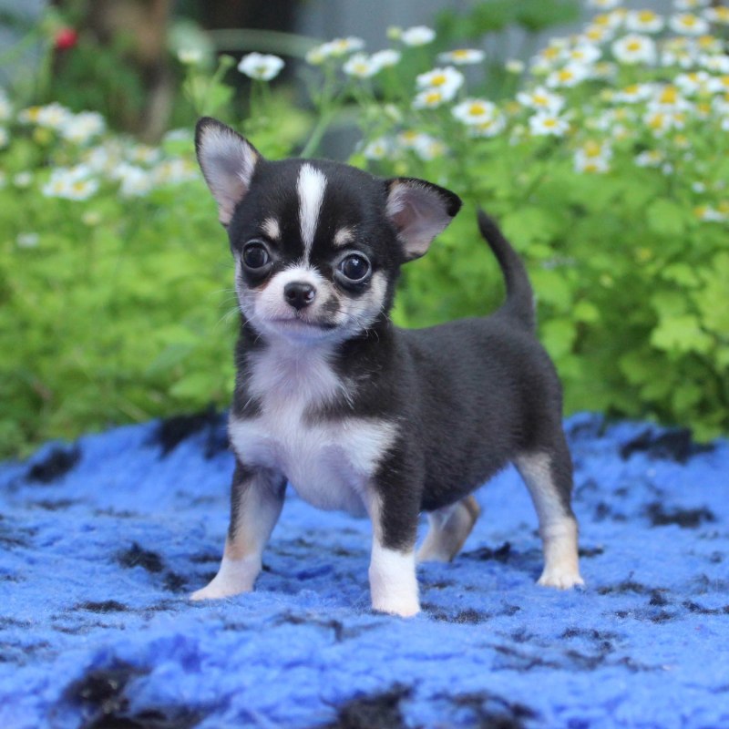 Питомник чихуахуа в Калининграде Kennel Queen
