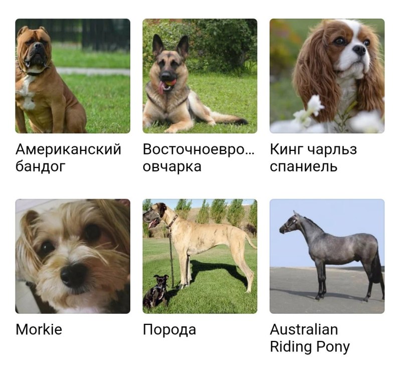 Модные породы собак с фотографиями и названиями
