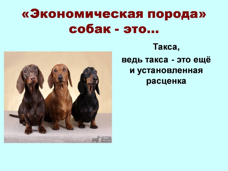 Экономическая порода собак