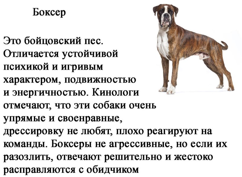 5 Самых злых собак в мире