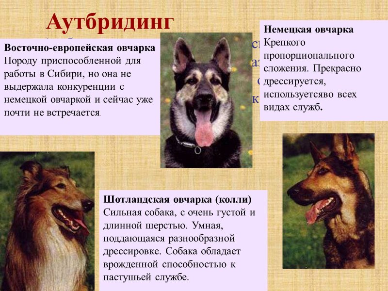 Аутбридинг немецкая овчарка