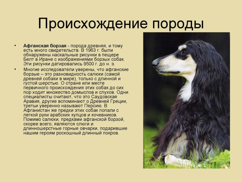 Афган тезисы Борзые