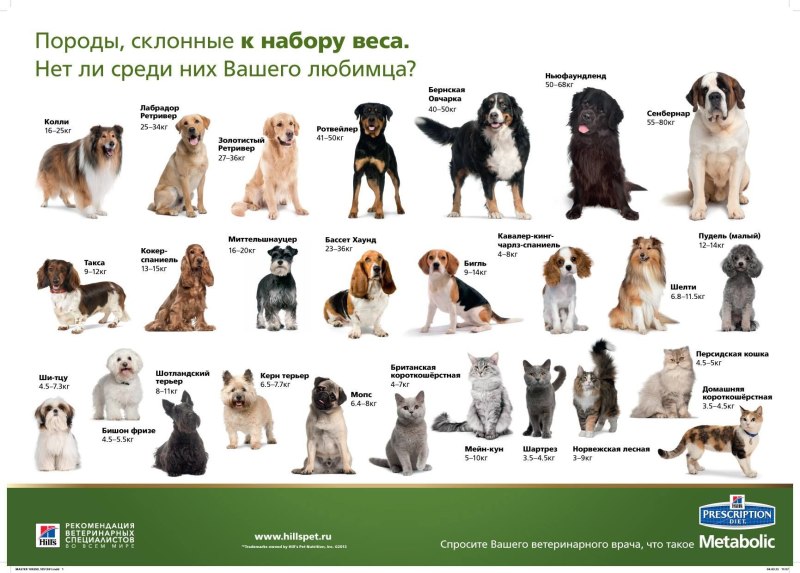 Породы собак 15 кг