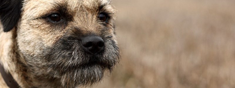 Ирландский бордер терьер