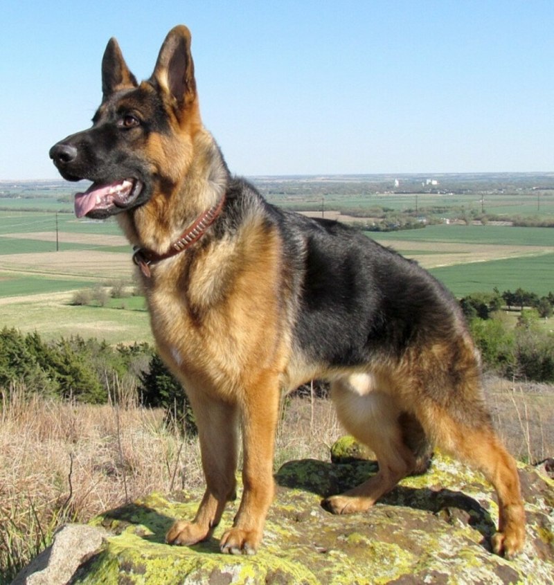 Баварская овчарка Shepherd
