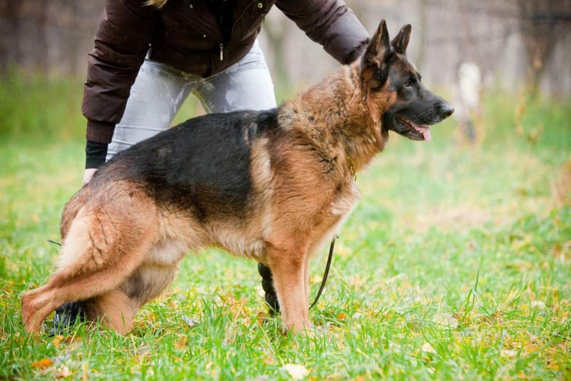 Баварская овчарка Shepherd