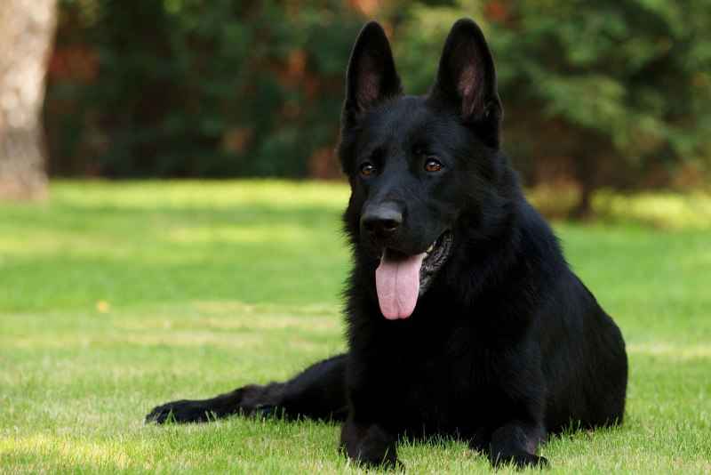 German Shepherd немецкая овчарка