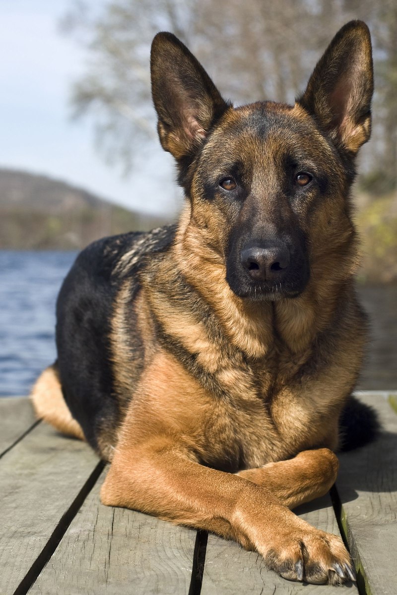 German Shepherd немецкая овчарка