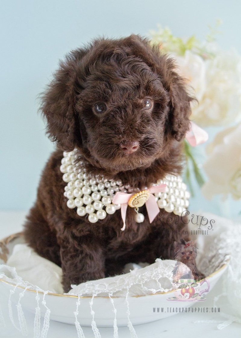 Toy Poodle Chocolate old