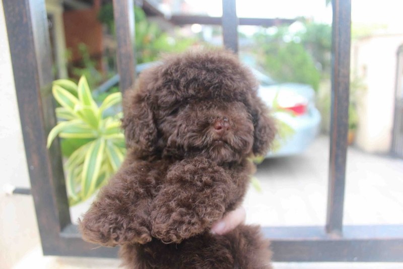 Toy Poodle Chocolate old