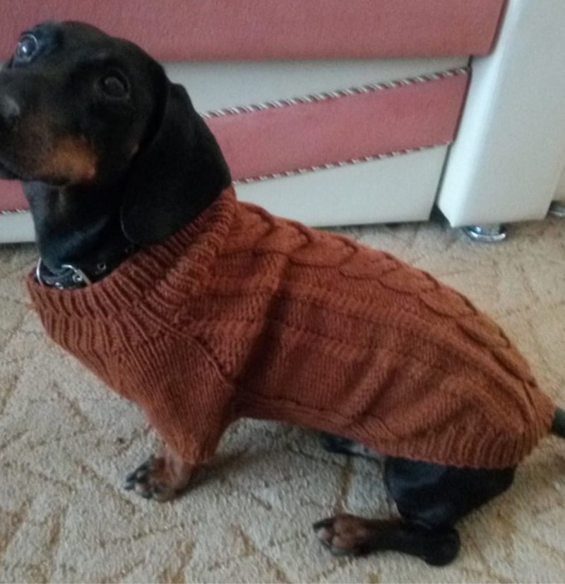 Свитер для таксы
