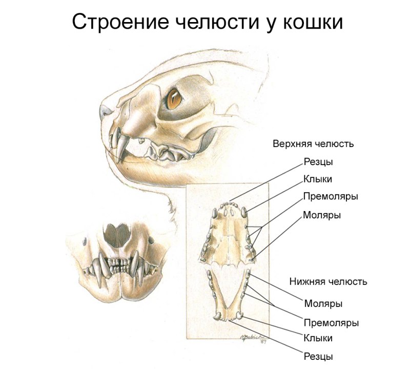 Стоматология животных