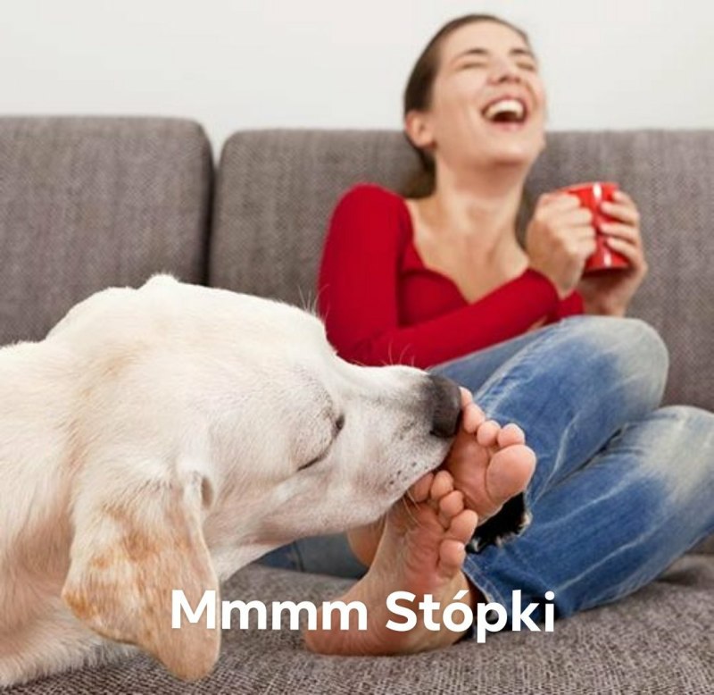 Домашние питомцы с хозяином