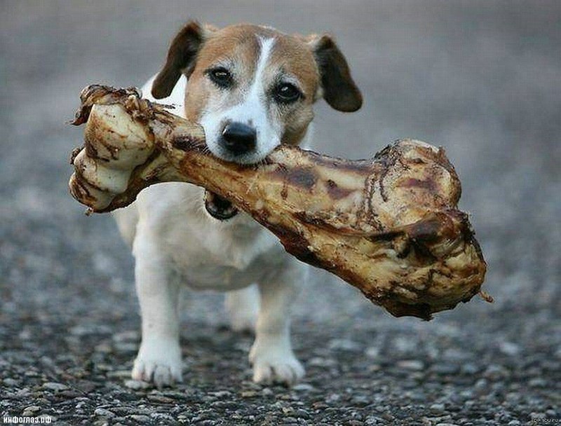 Косточка для собак