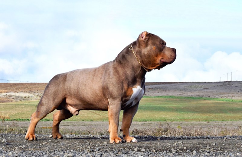 Американский булли "XL" (XL)