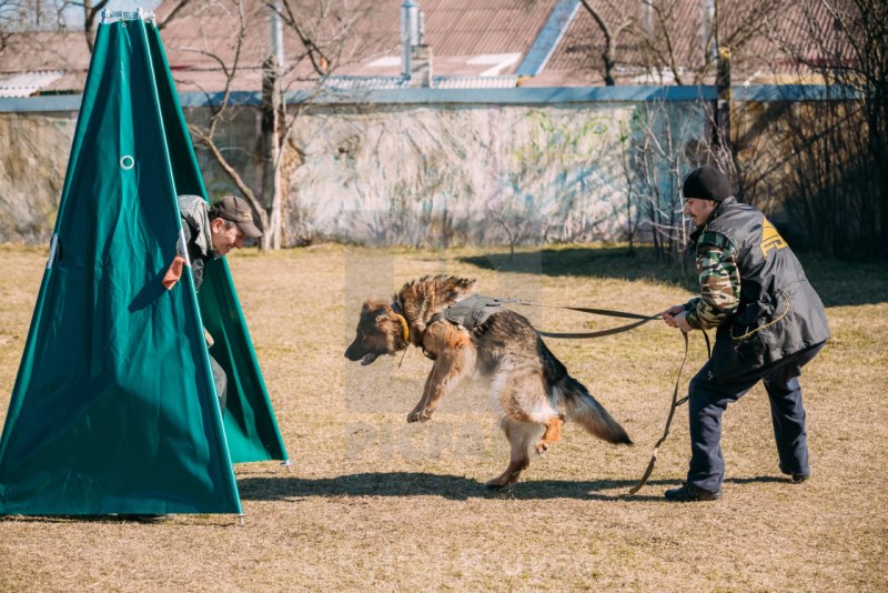 Немецкая овчарка с хозяином