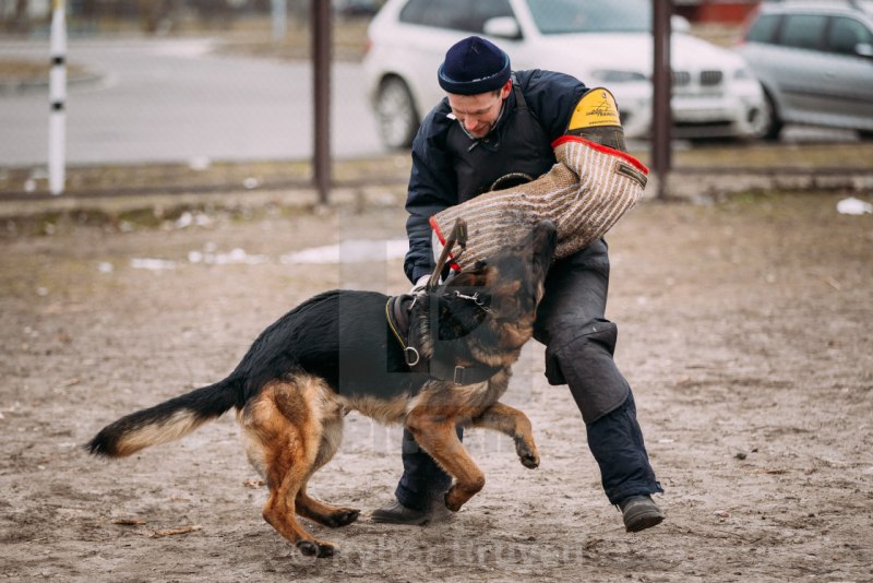 Овчарка тренировка спорт