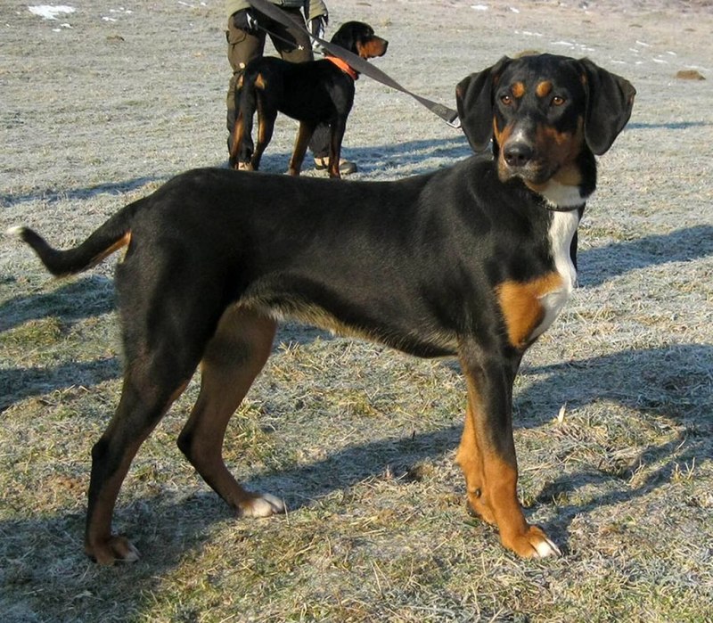 Польский Огар гончая