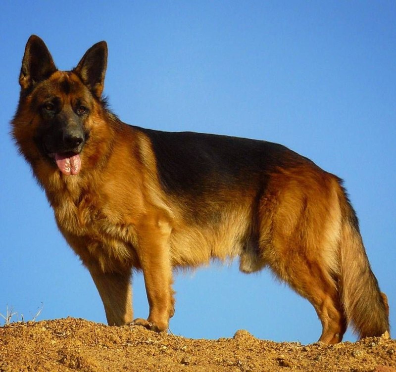 Баварская овчарка Shepherd