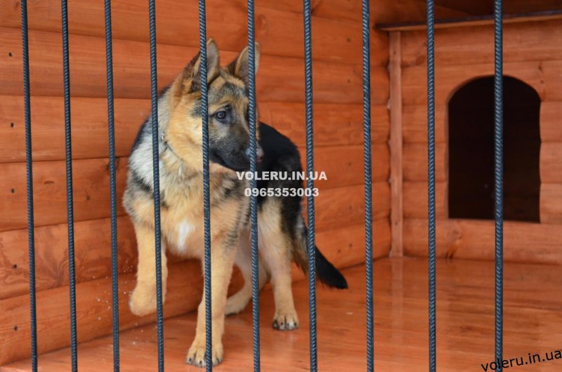 Вольф кличка