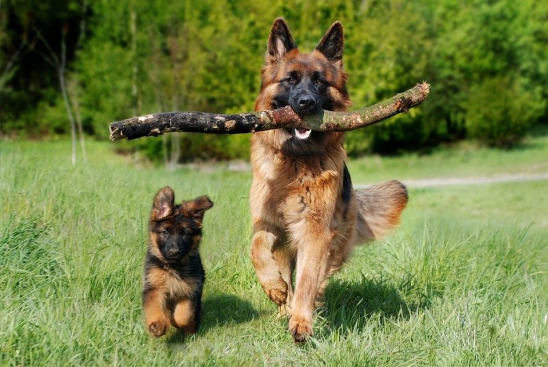Shepherd person