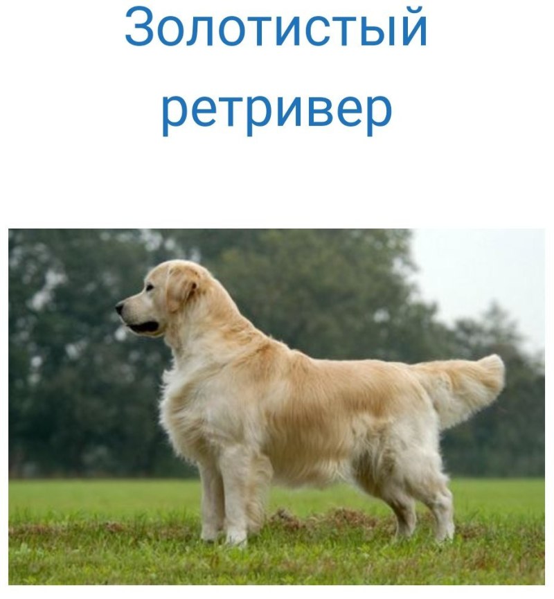 Золотистый ретривер