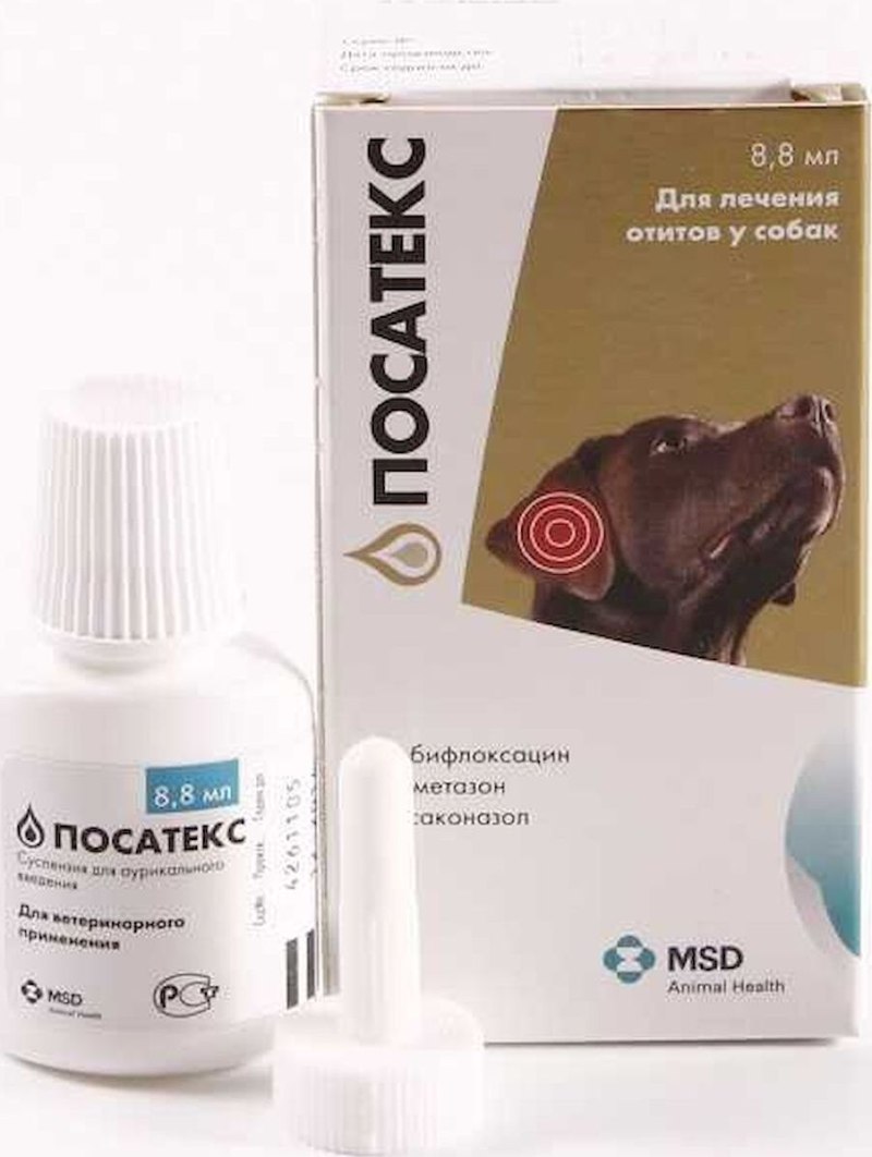 Аутоиммунный менингоэнцефалит у собак