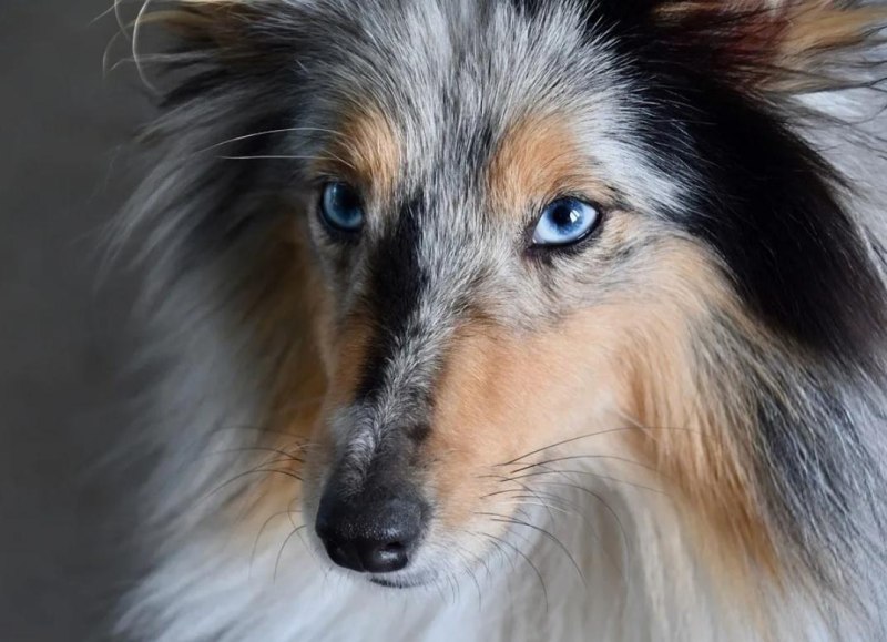 Shetland Sheepdog Tricolor