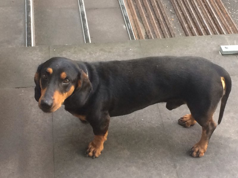 Dog looks up from behind