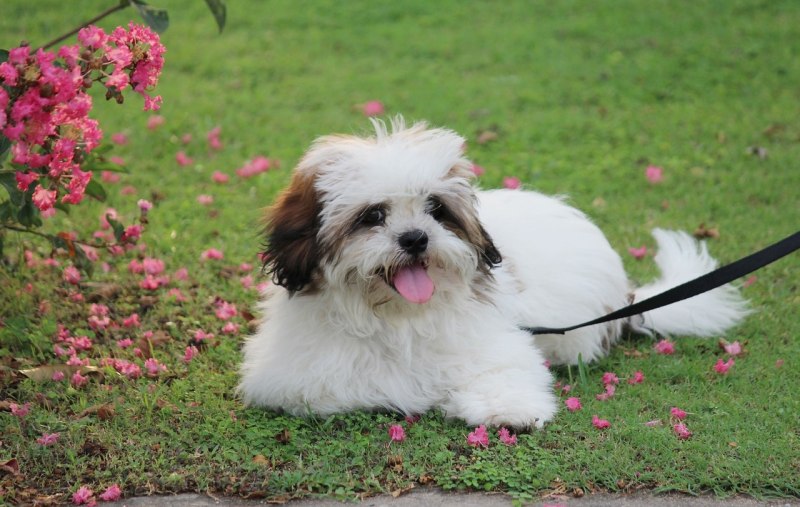 Лхасский Апсо / Lhasa Apso (2)