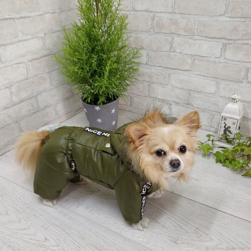 Зимний комбинезон для чихуахуа