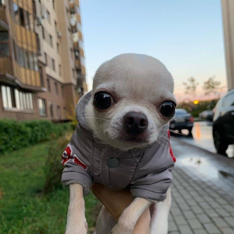 Слепая чихуахуа