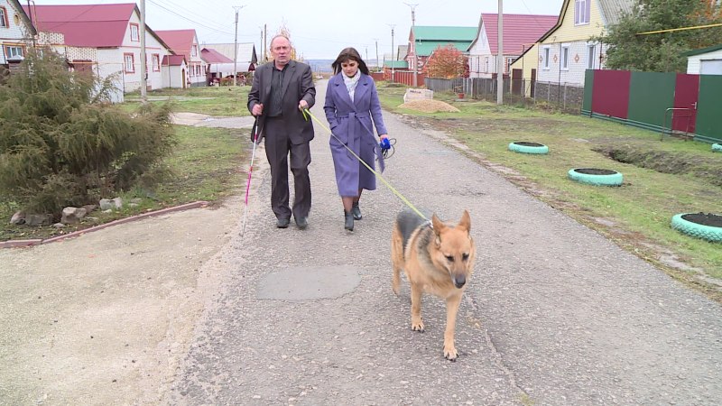 Лабрадор ретривер поводырь