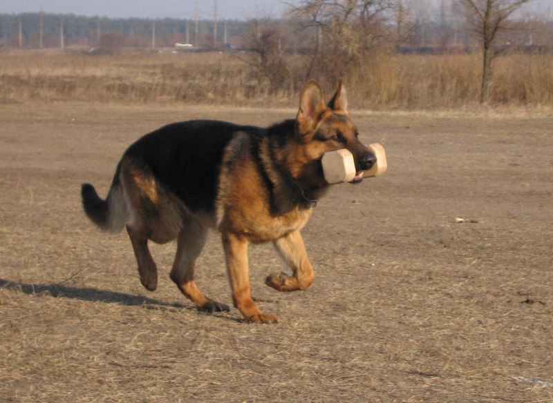 Фигурант с собакой