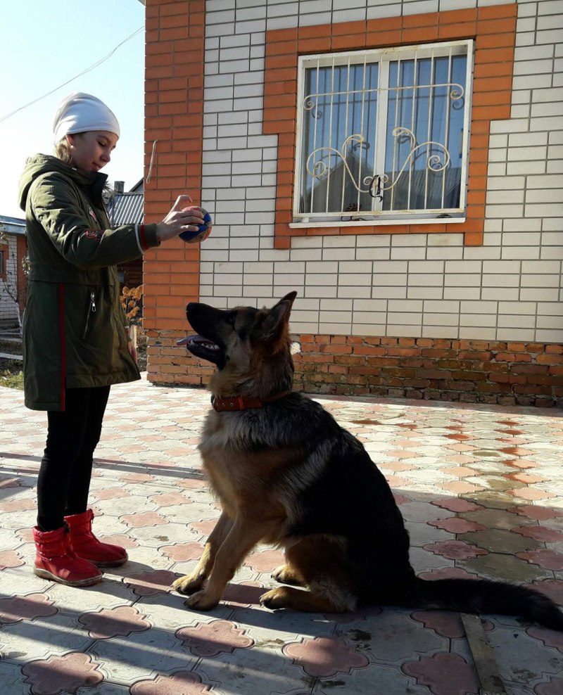 ОКД ЗКС немецкой овчарки