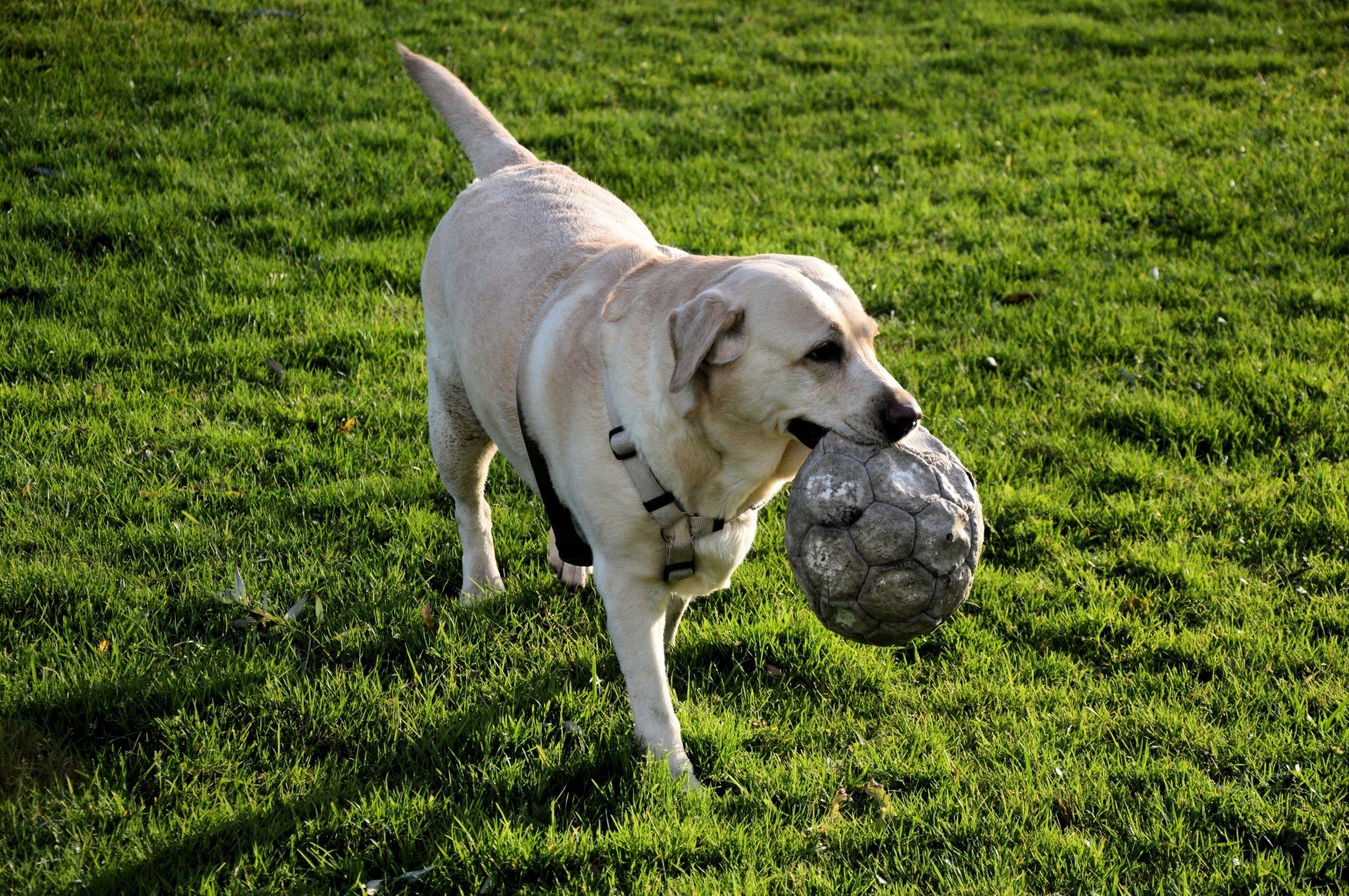 The dog likes the park. Лабрадор ретривер играется. Собака славы мэрлоу порода. Собака с мячиком. Щенок с мячиком.