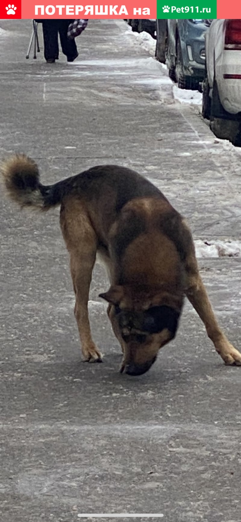 Пес собака (41 фото)