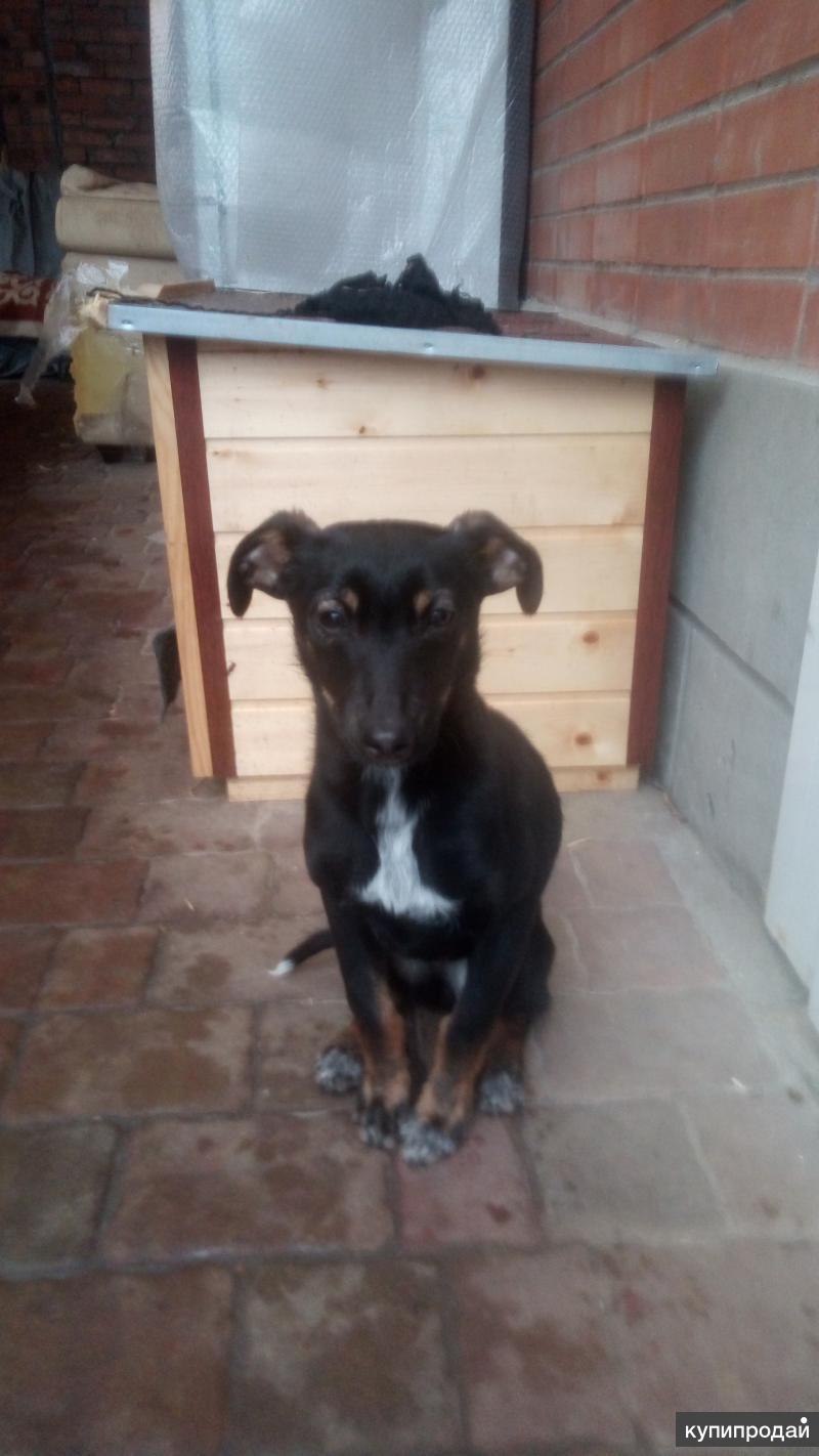 Кабель щенок (43 фото)