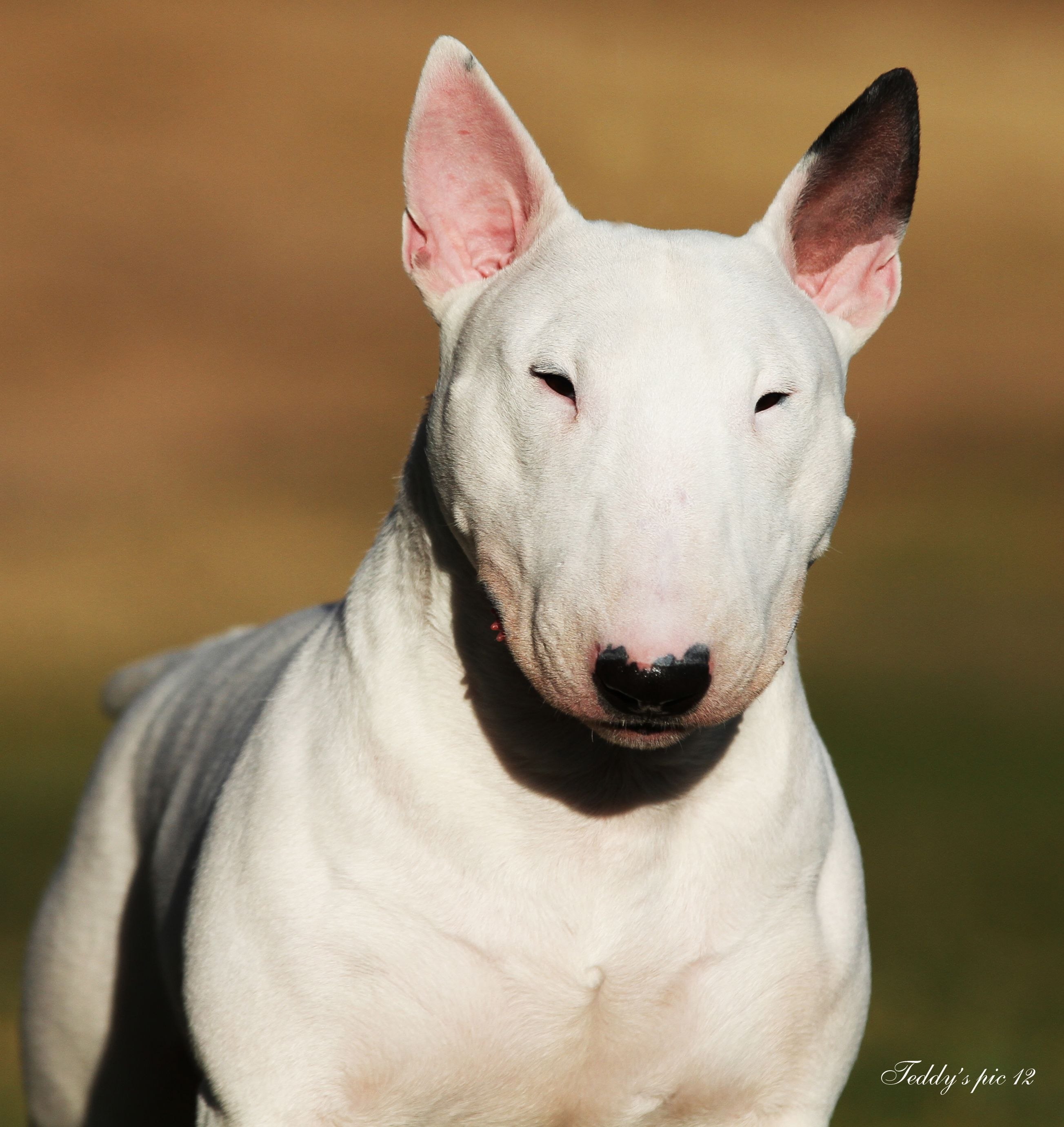 Собака с вытянутым носом (35 фото) - картинки sobakovod.club