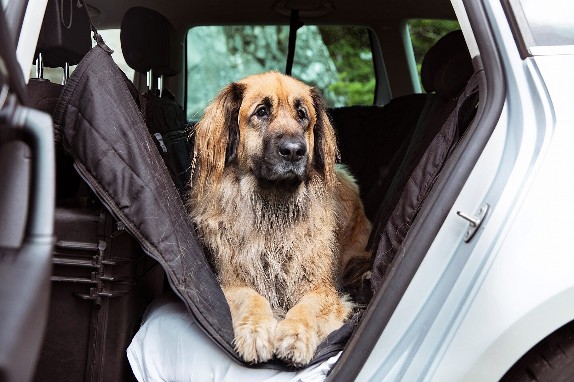 Как перевозятся крупные собаки. Собака в машине. Перевозка собак в машине. Собака в машине фото. Лучшие собаки для путешествий на машине.