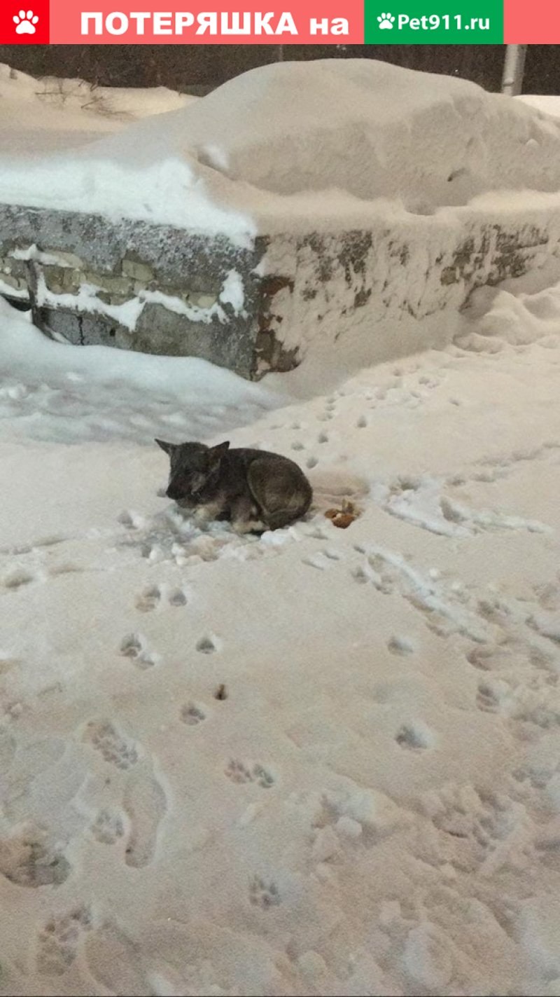 Нашелся хаски (35 фото)