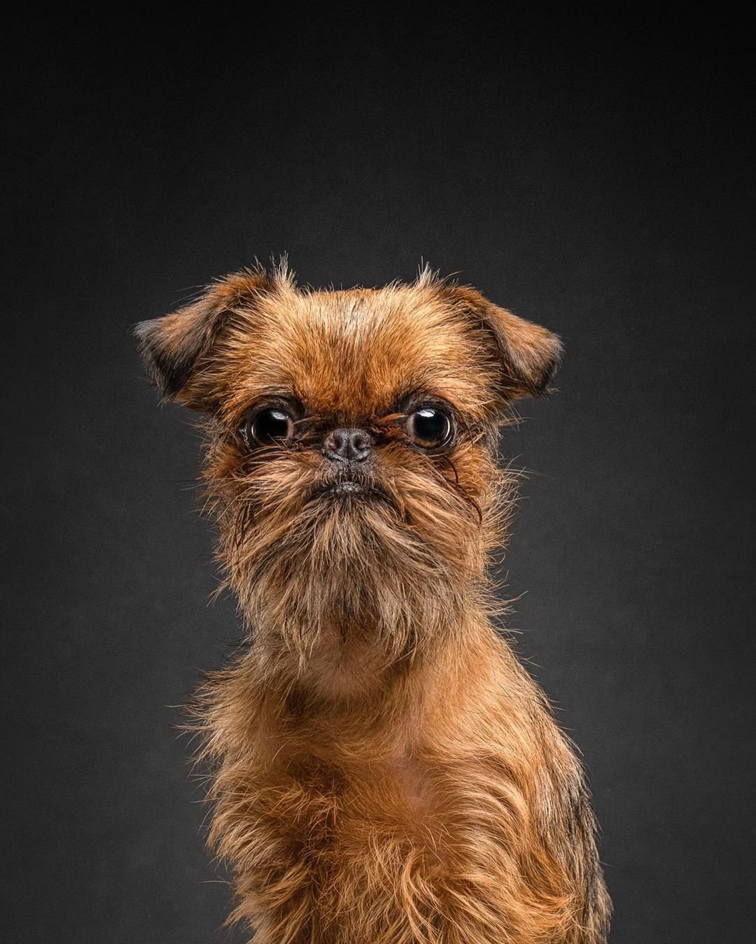 Порода собак гриффон карликовый (35 фото) - картинки sobakovod.club
