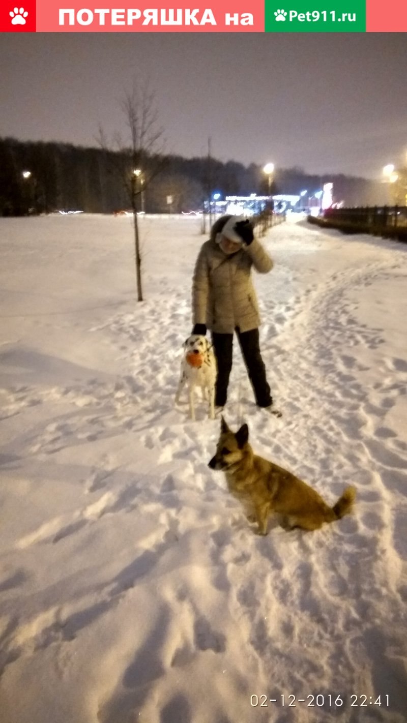 Собаки для охраны