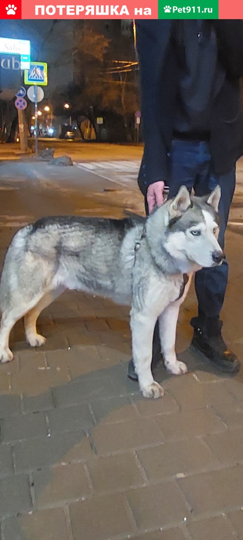 Собака Поисковик