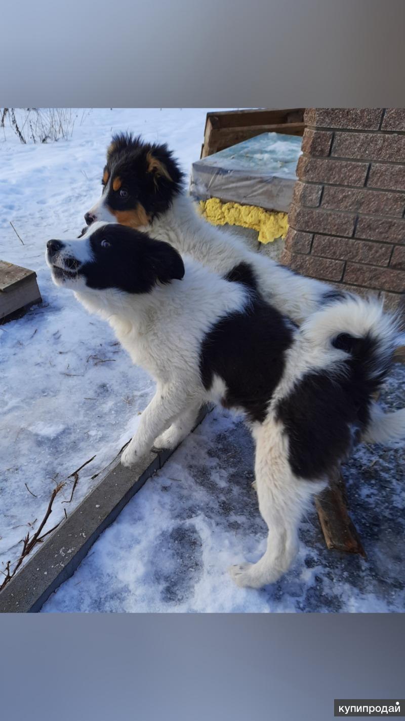 Ищейка бладхаунд (гончая)