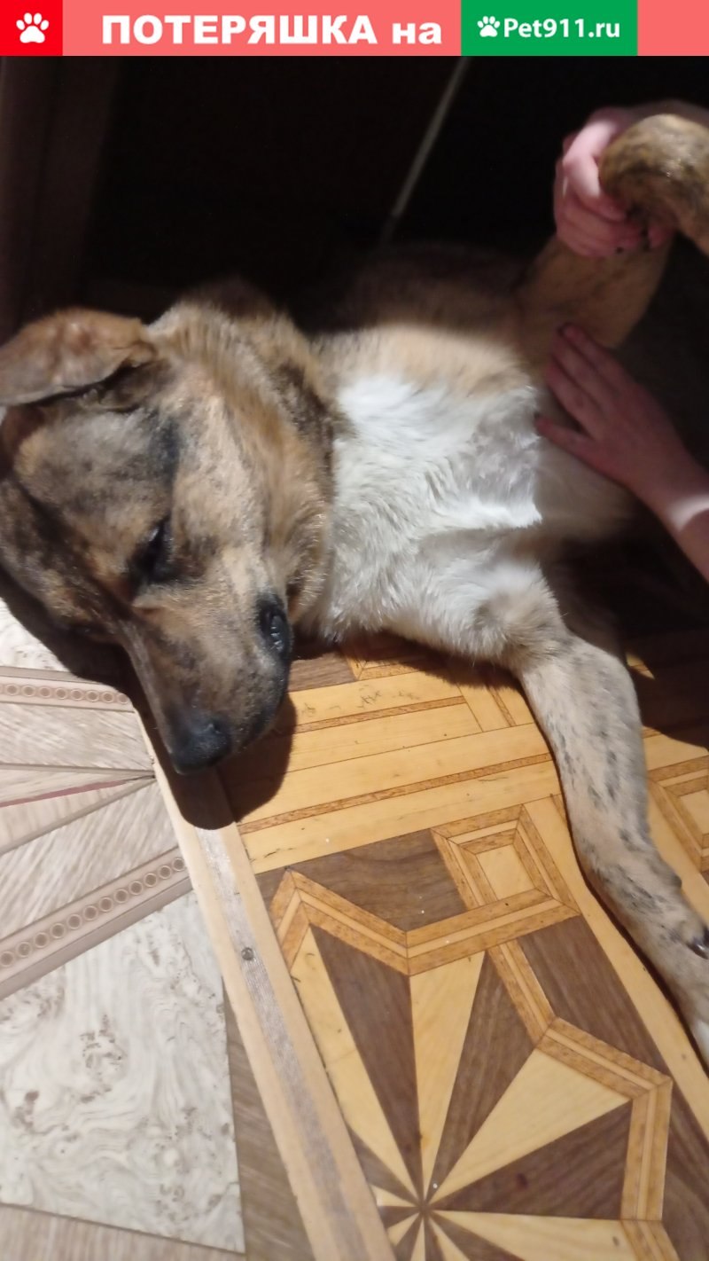 Лучшая собака для поиска (49 фото)