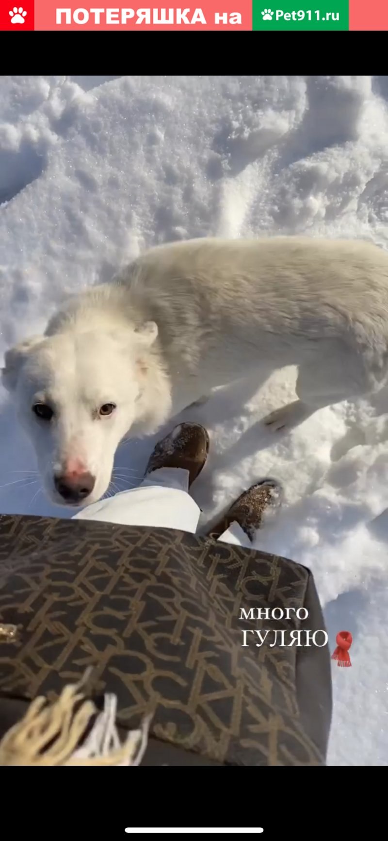 Бигль собака Ищейка