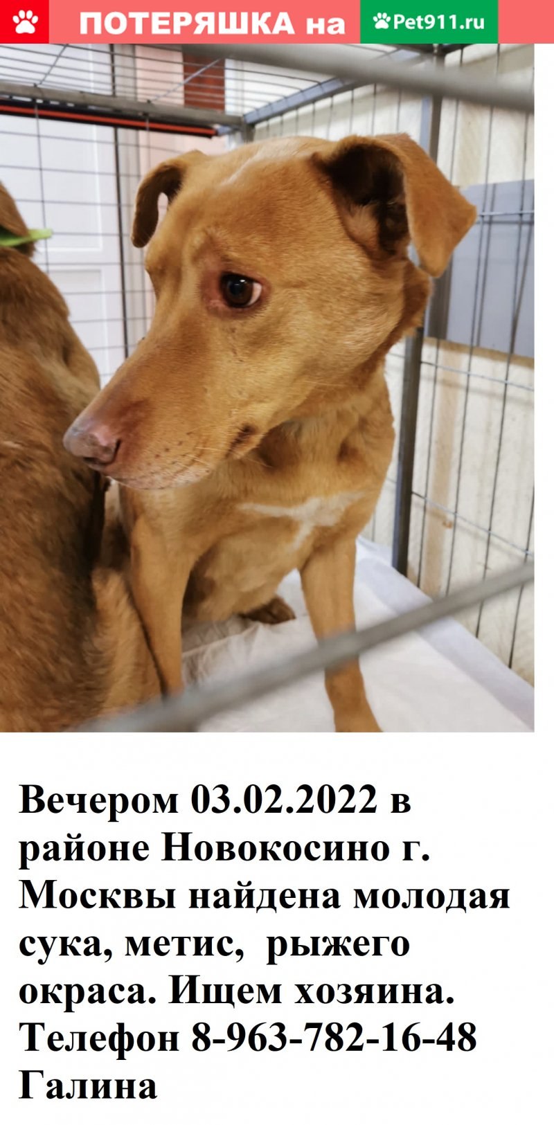 Собаки спасатели